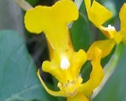 Orquideas