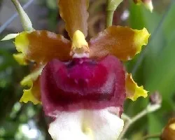 Orquidia