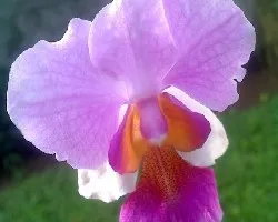 Vanda