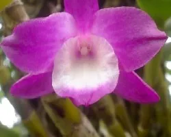 Dendrobium nobile