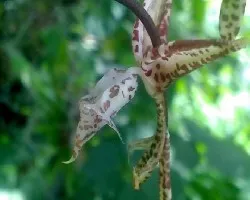 Gongora spp.