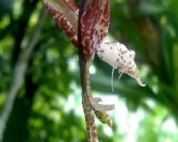 Gongora spp.