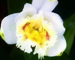 Sobralia sp