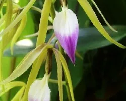 Orquidia