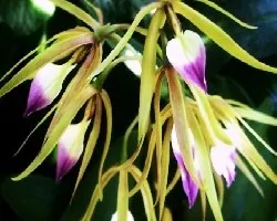 Orquidea