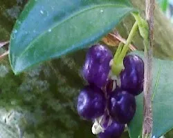 Frutas del jardin