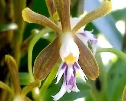 Orquidea