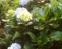 Otro rinconcito de mi jardin