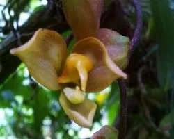 Gongora spp.