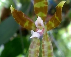 ID
