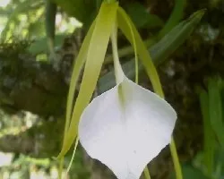 Brassavola little stars