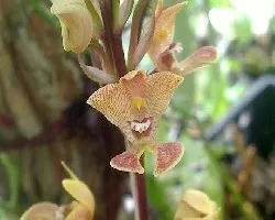 Govenia sp
