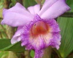 Sobralia sp