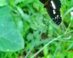 Una simples mariposas