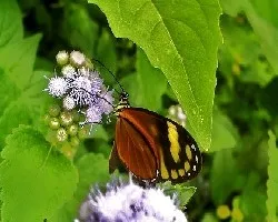 Una simples mariposas