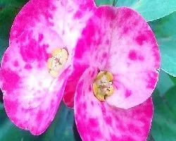 Euphorbia milii