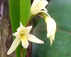maxilaria sp.