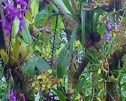 Un rinconcito  de mi jardin