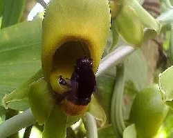 Abejas polinisando mi catasetum