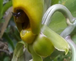 Abejas polinisando mi catasetum