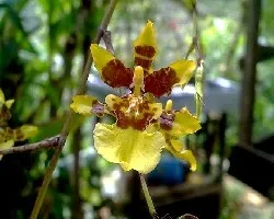 Occidium