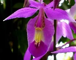 Orquidea 15 setiembrel