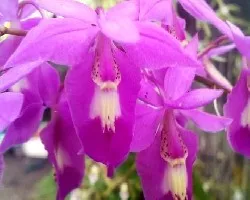 Orquidea 15 setiembre