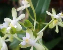 Epidendrum secundum