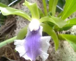 Cochleanthes discolor