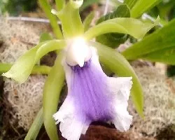 Cochleanthes discolor
