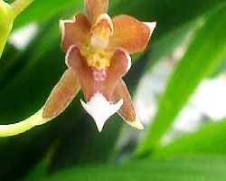 Identificar