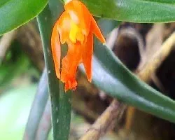 Identificar