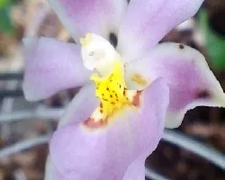 Orquidea