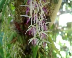 Orquidea miniatura