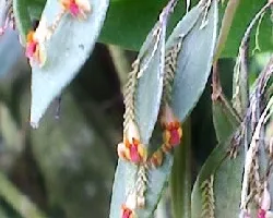 Orquideas miniaturas