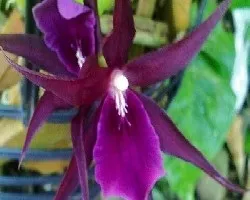 Orquidea  Miltonia