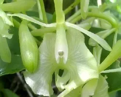 Orquidea