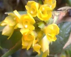 Ramito de orquidea maxilaria