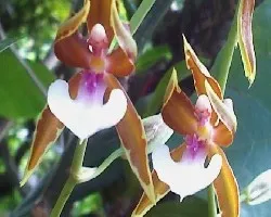 Orquidea Onccidium