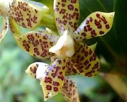 Prosthechea vespa