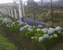 Hydrangea macrophylla
