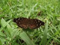 Anthanassa sosis