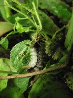 Identificacion de oruga negro y blanco