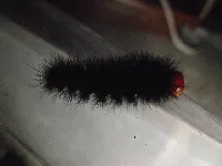 Oruga negra de cuerpo rojo