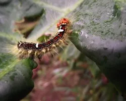 De nuevo, identificacion de oruga