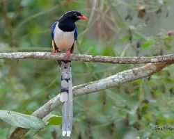 Urocissa erythrorhyncha