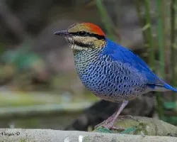 Pitta cyanea