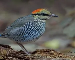 Pitta cyanea - female
