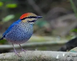 Pitta cyanea
