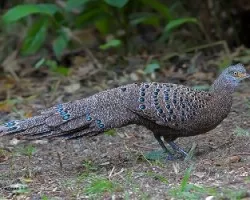 Polyplectron bicalcaratum